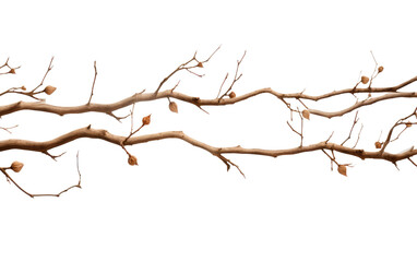 Fototapeta na wymiar Branches in Autumn Crisp Echoes on a White or Clear Surface PNG Transparent Background