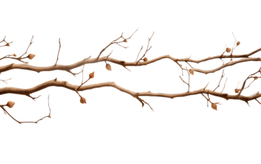 Branches in Autumn Crisp Echoes on a White or Clear Surface PNG Transparent Background