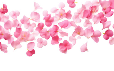 Cherry Blossoms Natures Artistry on a White or Clear Surface PNG Transparent Background