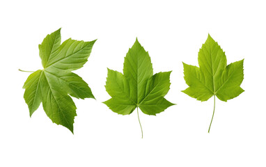 Sliced Foliage Cut Leaves Unveiled on a White or Clear Surface PNG Transparent Background