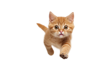 Quick Paws Cats Adorable Dash on a White or Clear Surface PNG Transparent Background