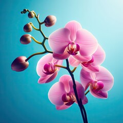 orchid on blue background
