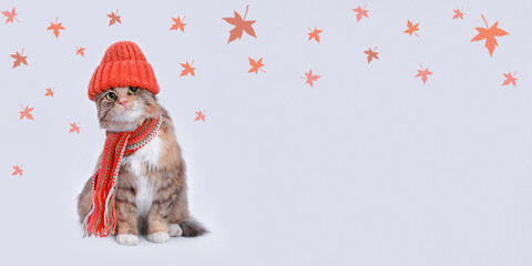 Cute Cat in a orange hat and scarf on a light background. Autumn concept. Cat with green eyes. Kitten ready for cold autumn. Lovely Kitten dressed in a knitted hat. Pet care. Pets. Clothing for animal
