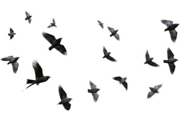 Sky Ballet Graceful Flock Movement on a White or Clear Surface PNG Transparent Background