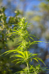cannabis naturel