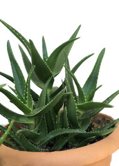 isolated aloe vera cactus in a pot on white