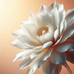 white lotus flower  background