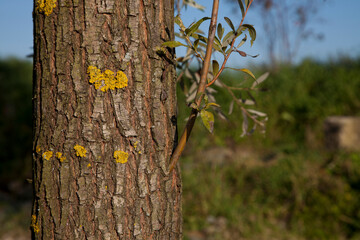 Obraz premium Weidenstamm - Salix Alba - Rinde der Weide