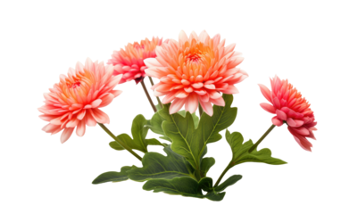 Singular Petal Natures Individual Floral on a White or Clear Surface PNG Transparent Background