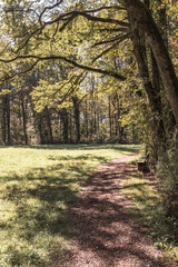 chemin en lisière de forêt
