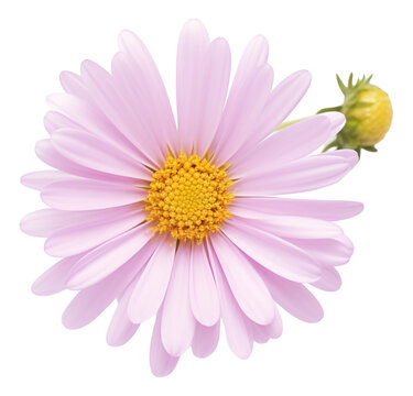 pink aster daisy isolated on white
