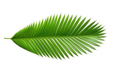 Obraz premium Leafy Paradise Tropical Palm Tree on a White or Clear Surface PNG Transparent Background