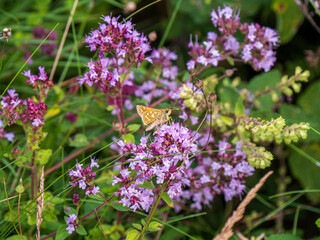 Silver-spotted Skipper Feeding on Marjoram