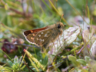 Silver-spotted Skipper in Grass Meadow