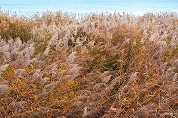 rivage avec roseaux, lac Léman