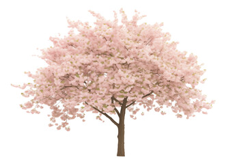 Obraz premium blossom isolated on white