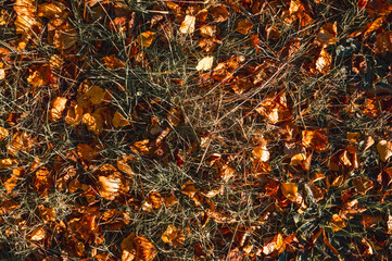 tapis de feuilles mortes