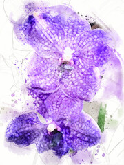 Vanda Orchid Watercolor - obrazy, fototapety, plakaty