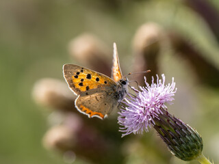 Small Copper Butterfly. Wings Open.
