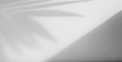 palm leaf shadow overlay