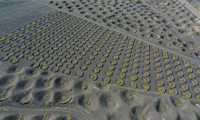 Aerial view of wine growing district of la geria. Tratitional culitvation of vines in a lava field...