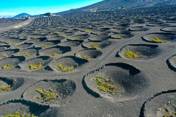 Aerial view of wine growing district of la geria. Tratitional culitvation of vines in a lava field...