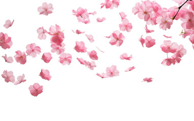 Falling Sakura Petals Paint Air Canvas on a White or Clear Surface PNG Transparent Background
