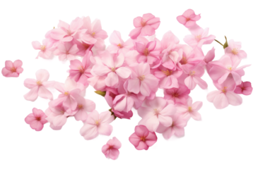 Whirling Sakura Petals Paint Sky on a White or Clear Surface PNG Transparent Background
