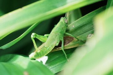 Grasshoppers are fascinating insects belonging to the order Orthoptera, characterized by their...
