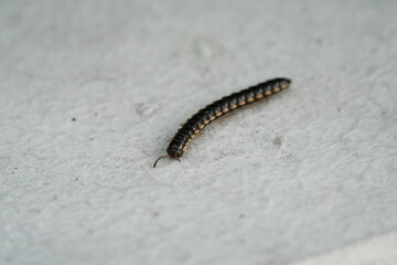 Asiomorpha coarctata, commonly known as the 