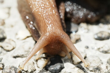 Achatina fulica, commonly known as the Giant African Land Snail, is one of the largest species of land snails. Native to East Africa|非洲大蝸牛