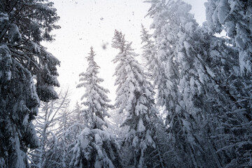 Snow & forest