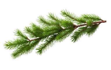 Lush Fir Branch Everlasting Greenery on a White or Clear Surface PNG Transparent Background