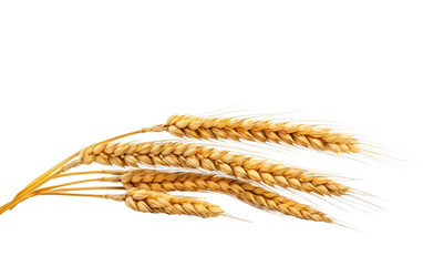 Golden Fields Abundant Wheat Spikelets on a White or Clear Surface PNG Transparent Background