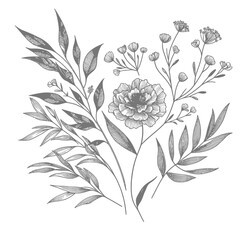 botanical floral line element for wedding card design isolated