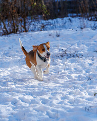 spacer z psami w zimę - obrazy, fototapety, plakaty