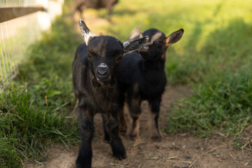 Two cute baby goats stand on a path in the sunshine in a paddock. Little black goats look at the camera with curiosity. Close-up. Concept of children goats on a farm walking on the grass.