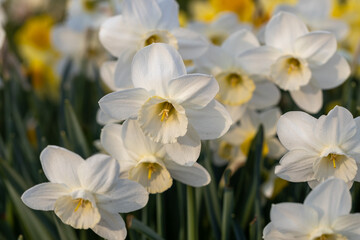 Close-up of white narcissus flowers (Narcissus poeticus) in spring garden