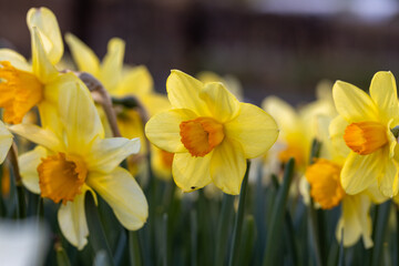 Beautiful narcissus flowers bloom in the spring garden.