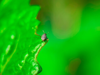 insect, nature, macro, leaf, bug, animal, closeup, wildlife, dragonfly, spider, fly, summer, wild, plant, brown, wings, close-up, grasshopper, ant, insects, fauna, grass, antenna, butterfly, close
