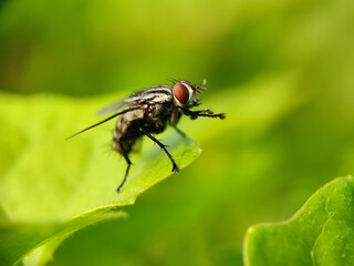 fly, insect, macro, nature, leaf, bug, animal, close-up, wing, closeup, pest, detail, housefly,...