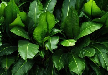 Banana leaves background on green color