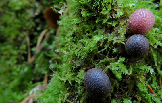 Lycogala epidendrum 