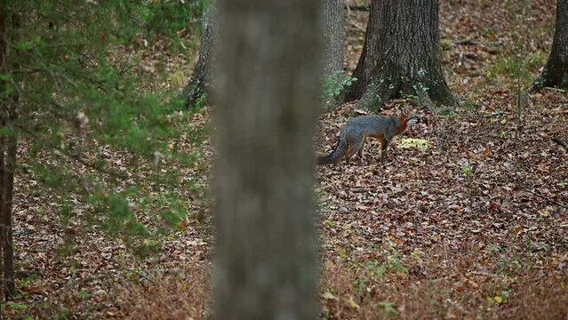 Beautiful gray fox finding food in the autumn woods of the North Carolina Piedmont in late afternoon near sunset.