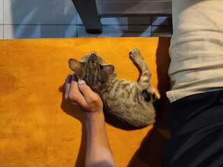 cats sleeping next to people sitting