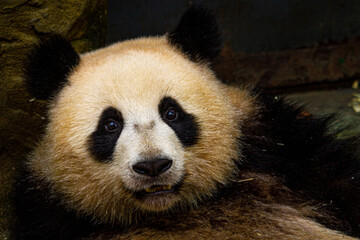 Obraz premium Giant panda bear