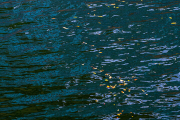 落葉と水面の模様