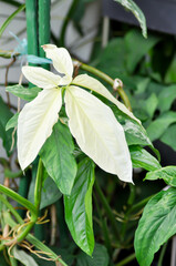 Obraz premium Syngonium podophyllum, Arrowhead Vine or Goosefoot Plant or Araceae