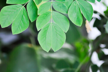 Fototapeta na wymiar Rain tree or Samanea saman, LEGUMINOSAE MIMOSOIDEAE or east indian walnut