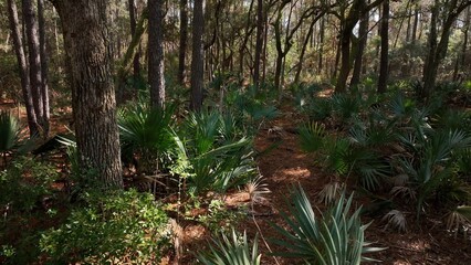 Dense natural forest woodlands with palm trees and live oaks in Francis Marion National Forest in...